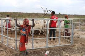 La vaccination du bétail : un piège économique et sanitaire ?