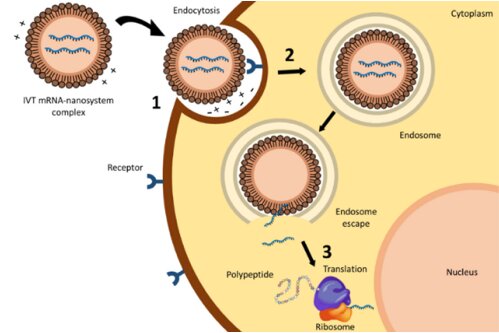 Vaccination ARNm dans l’élevage : une menace inquiétante pour la santé publique