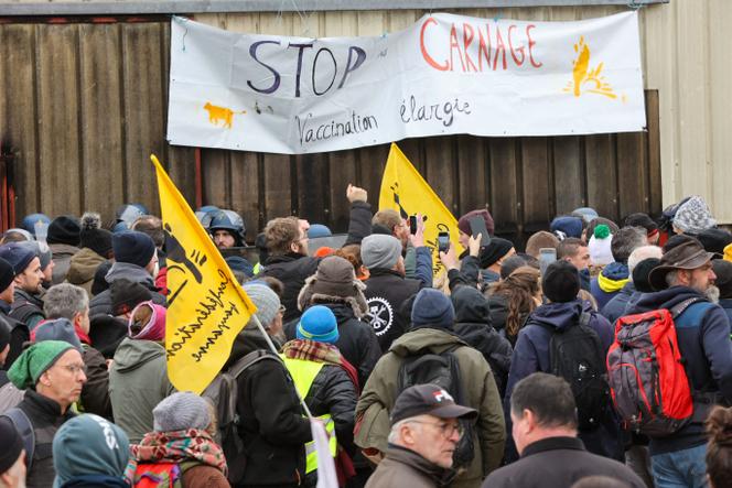La crise de la dermatose nodulaire : une rébellion paysanne contre l’État